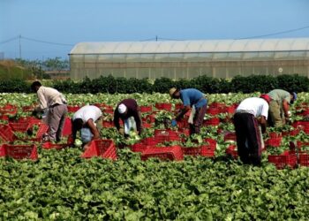 Confagricoltura Bari-BAT: “Reclutamento manodopera prioritario per garantire i raccolti.”