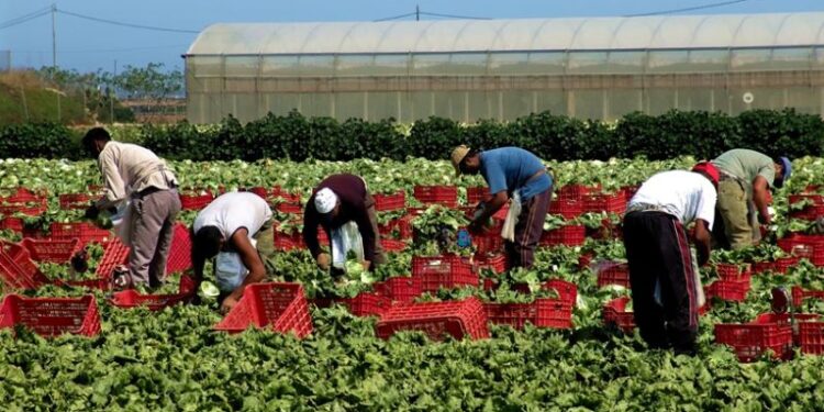 Confagricoltura Bari-BAT: “Reclutamento manodopera prioritario per garantire i raccolti.”