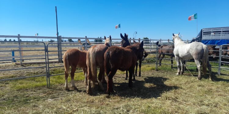A Canosa di Puglia,  l’antica  Fiera del bestiame